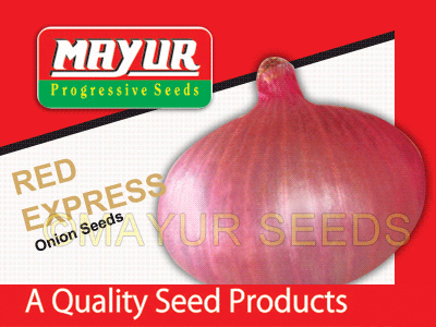 Red Express Onion Seeds