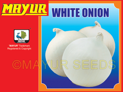 White round Onion Seeds