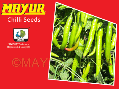 MAYUR-1303 Chilli Seeds