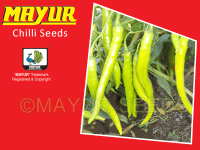 MAYUR-07(magic) Chilli Seeds