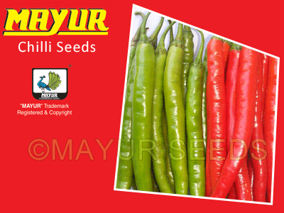 MAYUR-09(TARA) Chilli Seeds