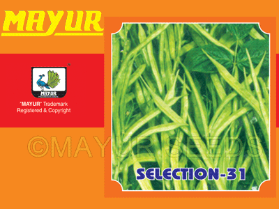 Mayur-31 Cluster Beans Seeds