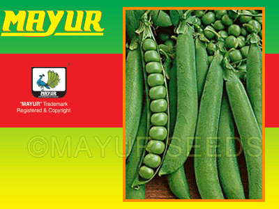 Mayur-Early Pea Seeds