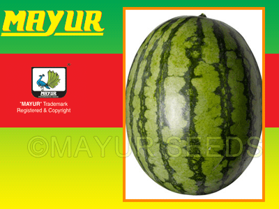Mayur-31 Watermelon Seeds 