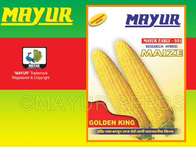 M-551(Yellow) Maize Seeds