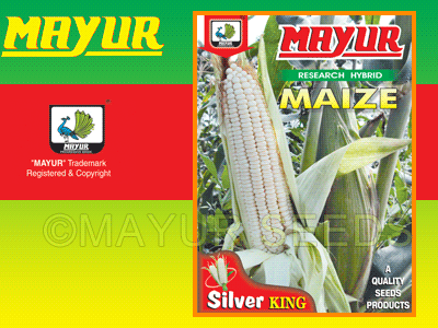 M-751(White) Maize Seeds
