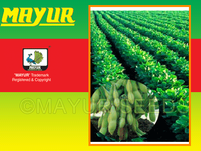 Mayur Gold Soyabeen seeds